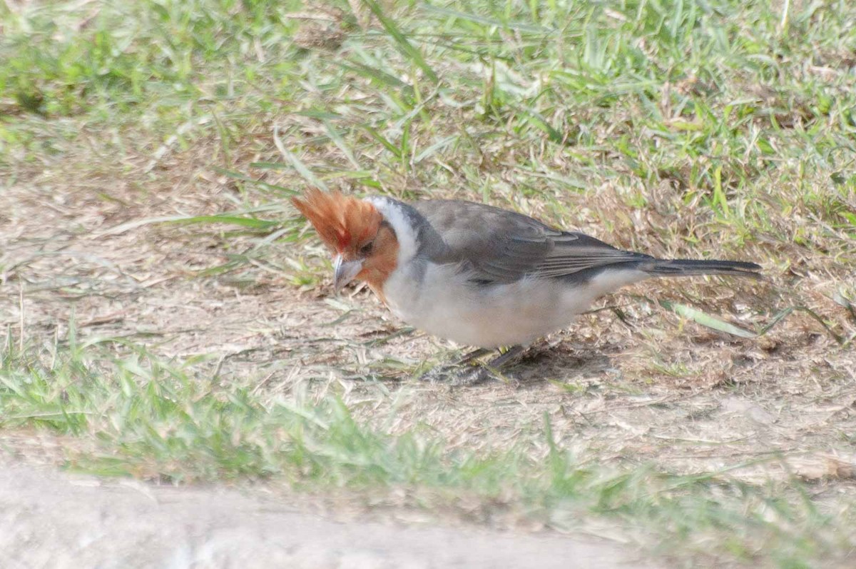 Red-crested Cardinal - ML620713512