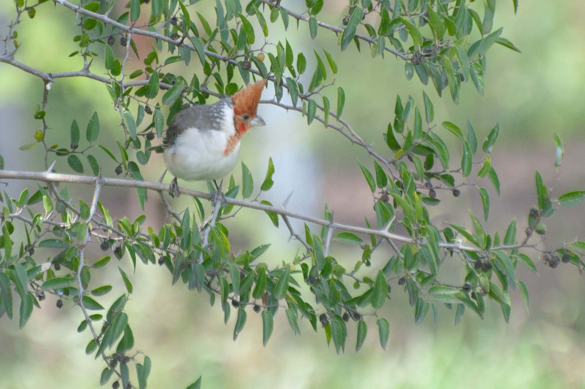 Red-crested Cardinal - ML620713513