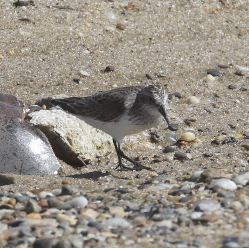 Semipalmated Sandpiper - ML620713516