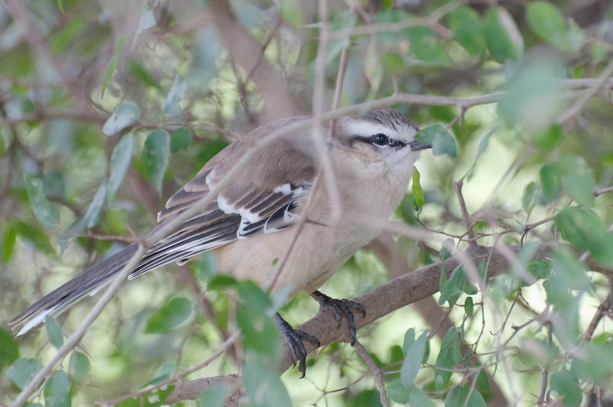 Chalk-browed Mockingbird - ML620713522