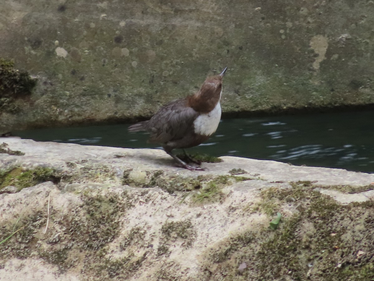 White-throated Dipper - ML620713527