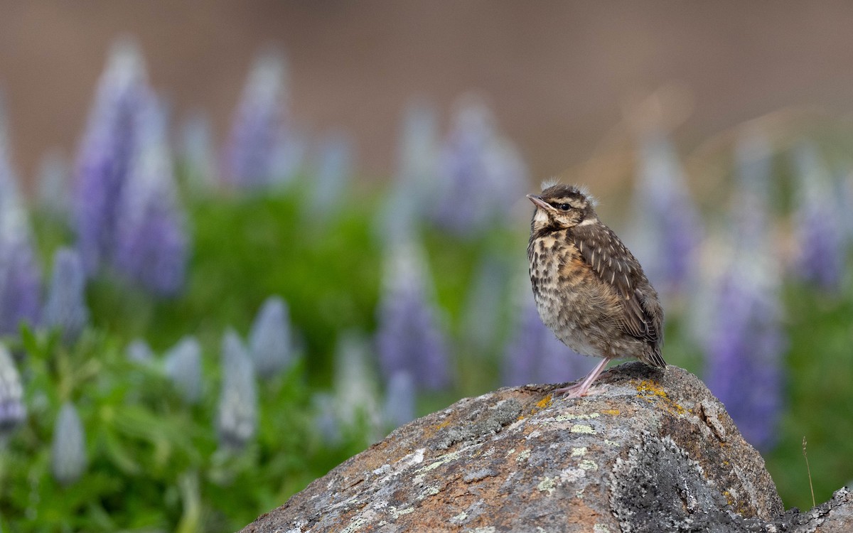 Redwing (Icelandic) - Vincent Giroux