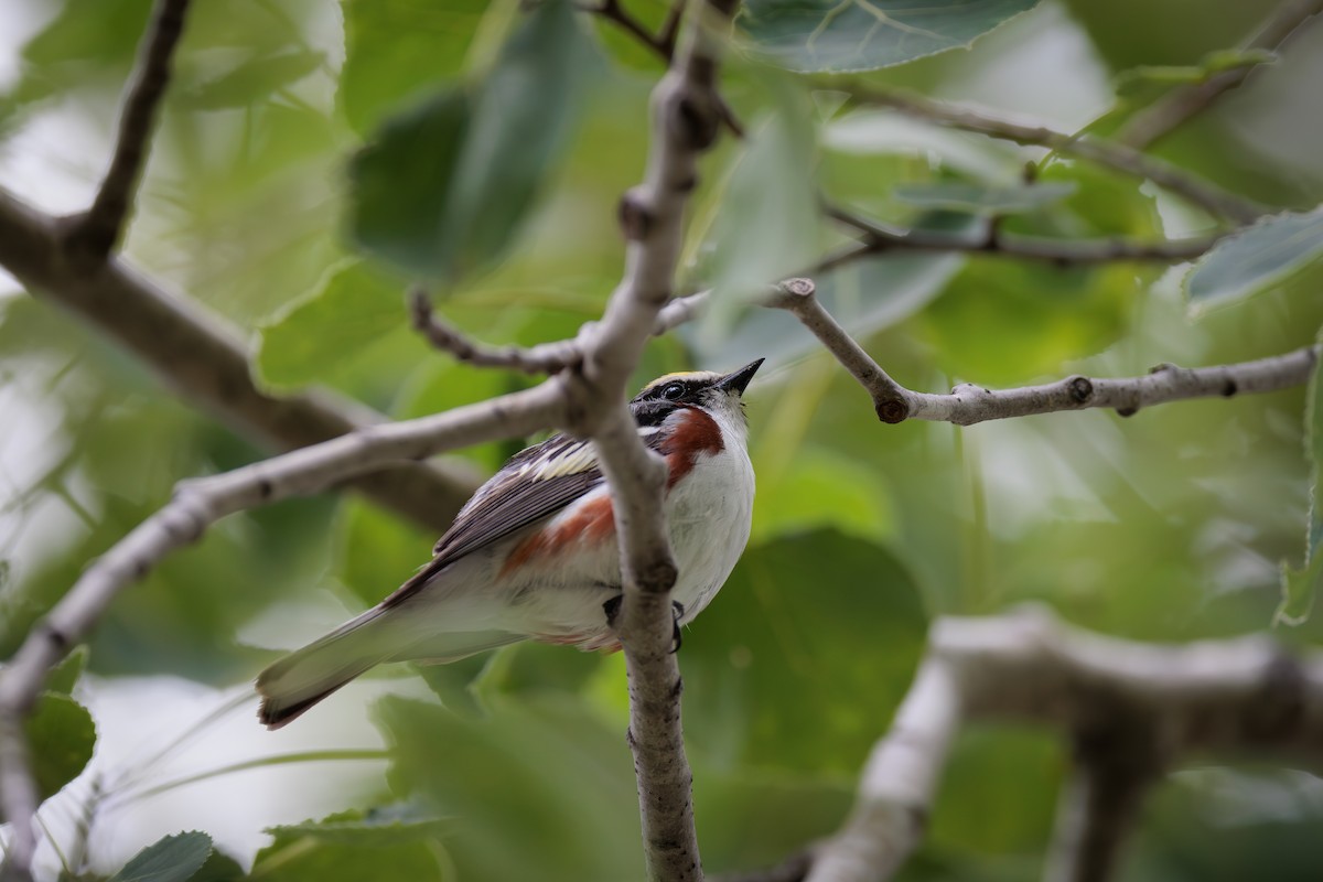 Chestnut-sided Warbler - ML620713530