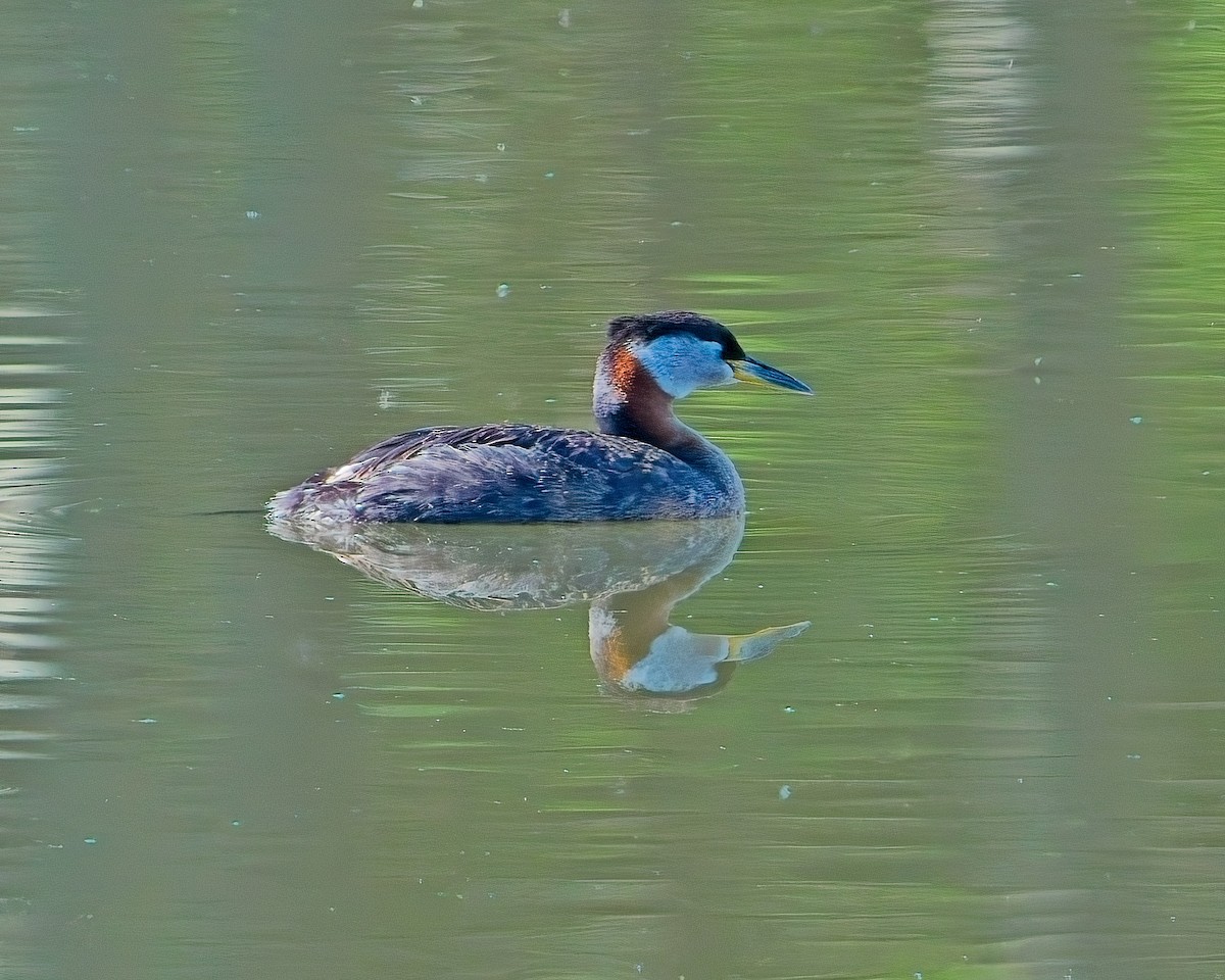 Red-necked Grebe - Frank Letniowski