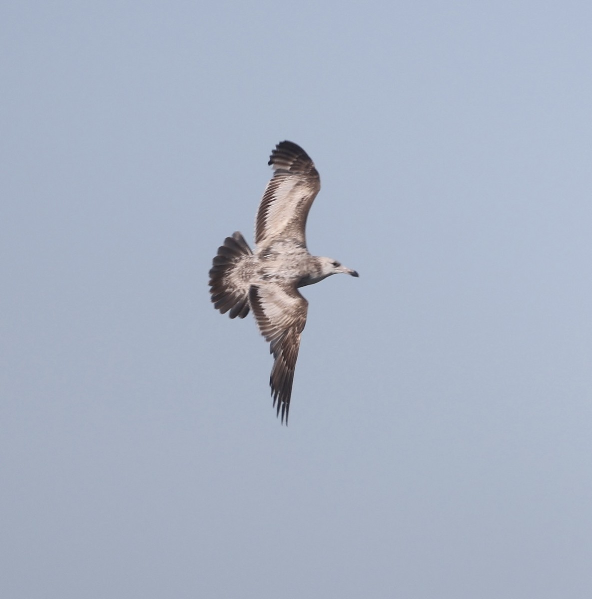 Great Black-backed Gull - ML620713532