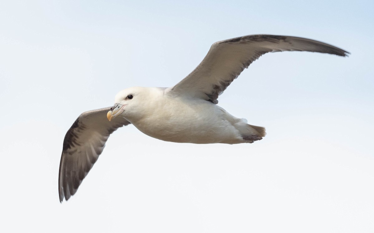 Fulmar Boreal (Atlántico) - ML620713533