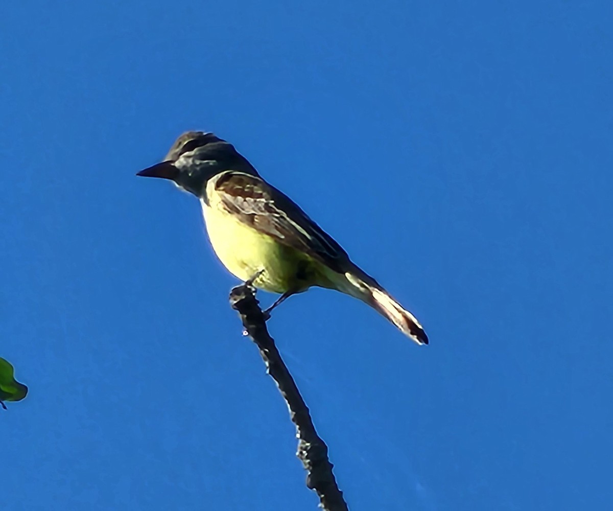 Great Crested Flycatcher - ML620713534