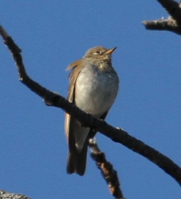 Gray-cheeked Thrush - ML620713535