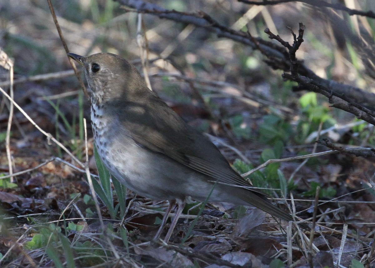 Gray-cheeked Thrush - ML620713536