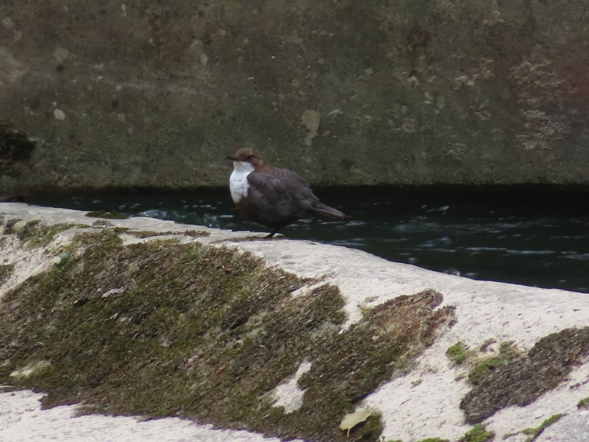 White-throated Dipper - Jaume Sastre Garriga