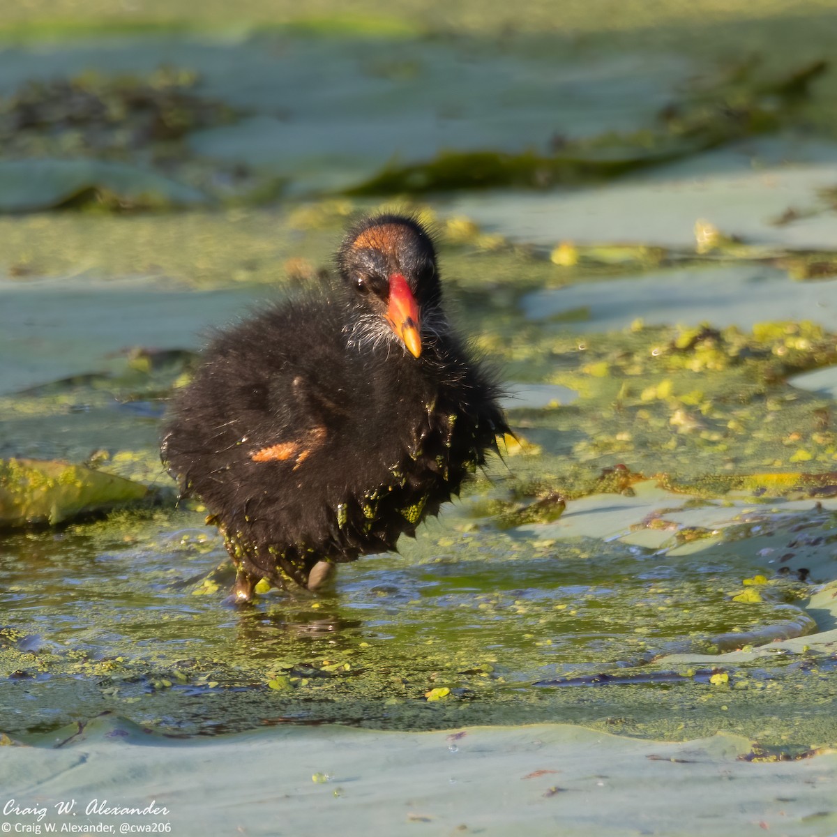 Common Gallinule - ML620713539