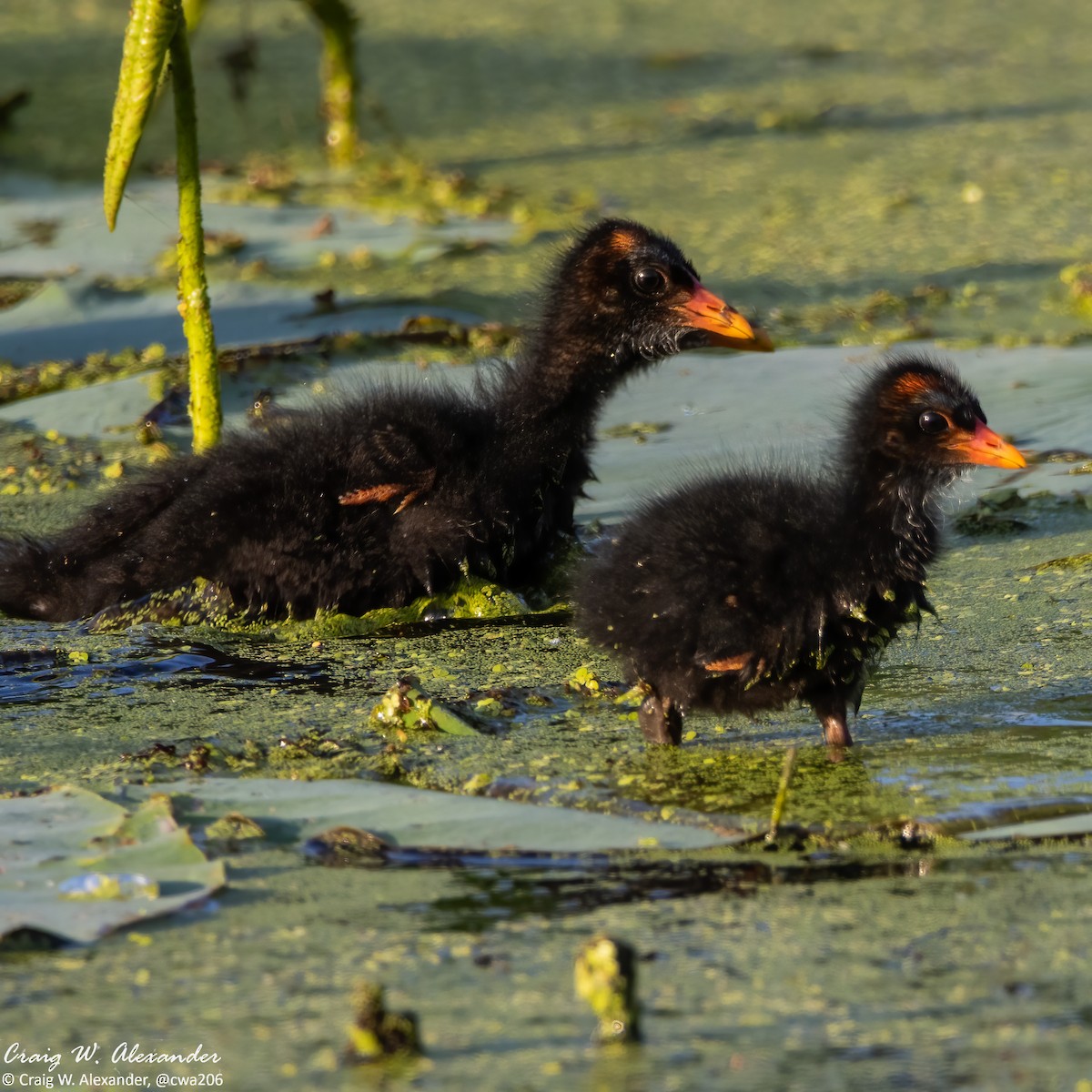 Gallinule d'Amérique - ML620713540