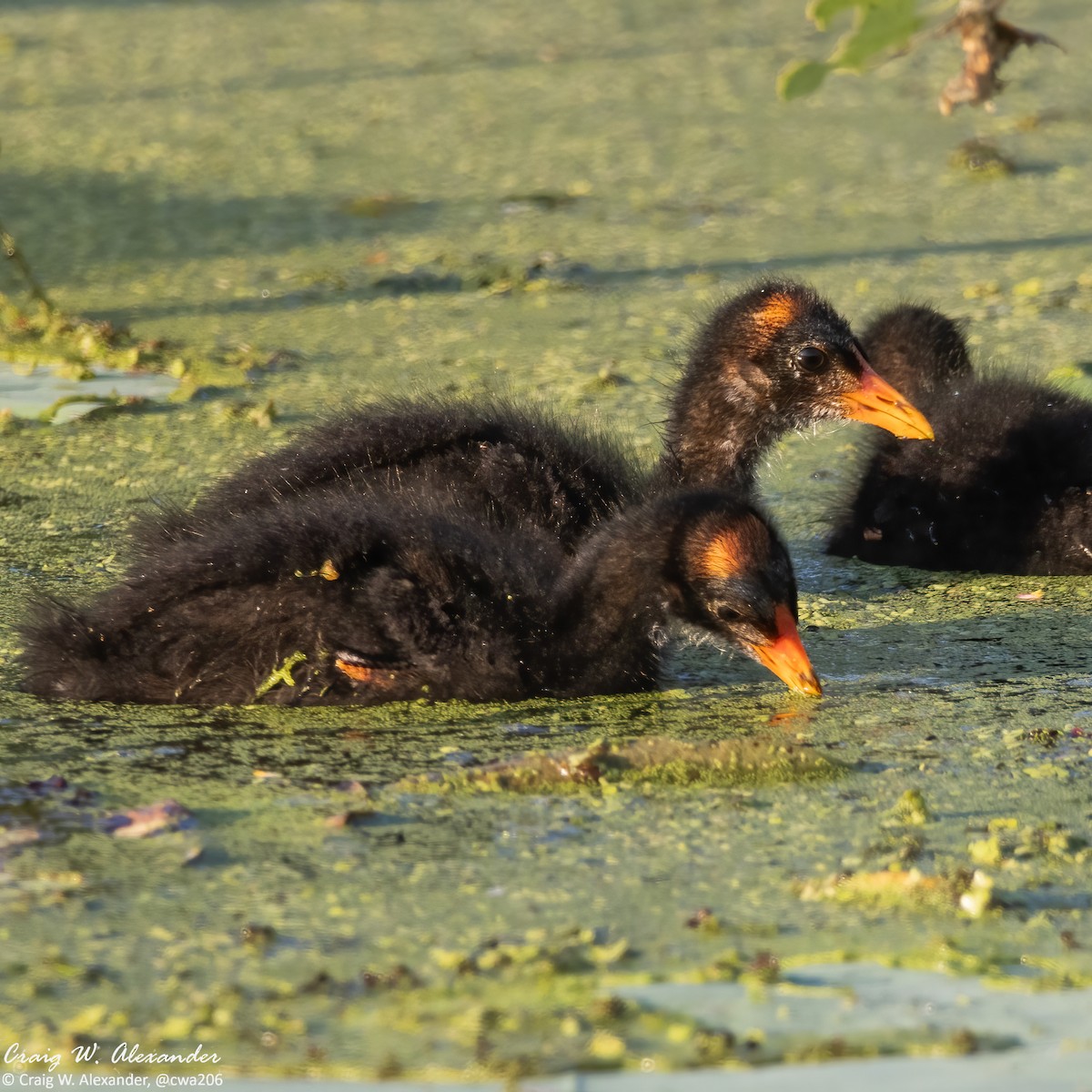 Common Gallinule - ML620713542