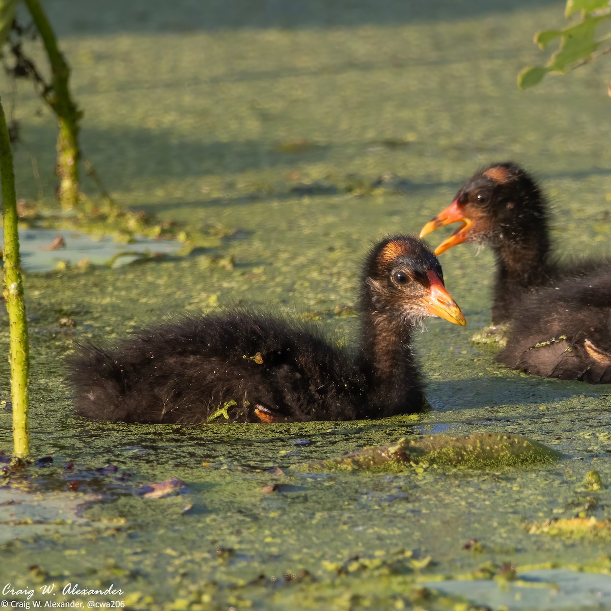 Common Gallinule - ML620713543