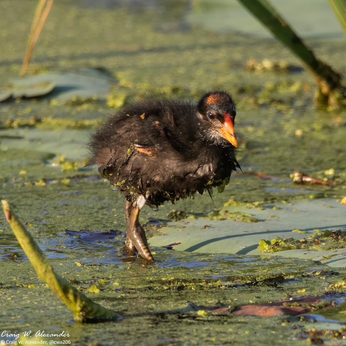 Common Gallinule - Craig Alexander