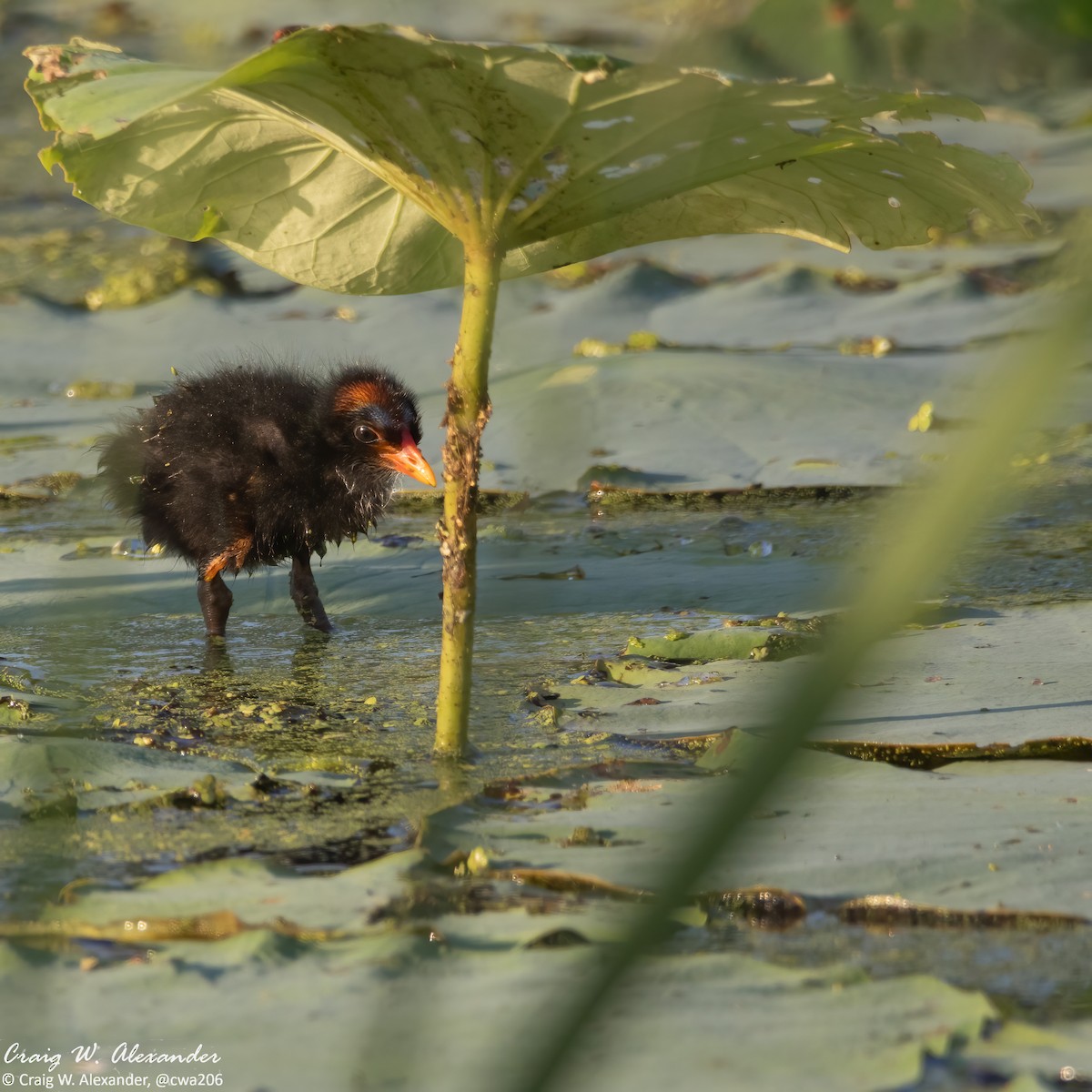 Common Gallinule - ML620713545