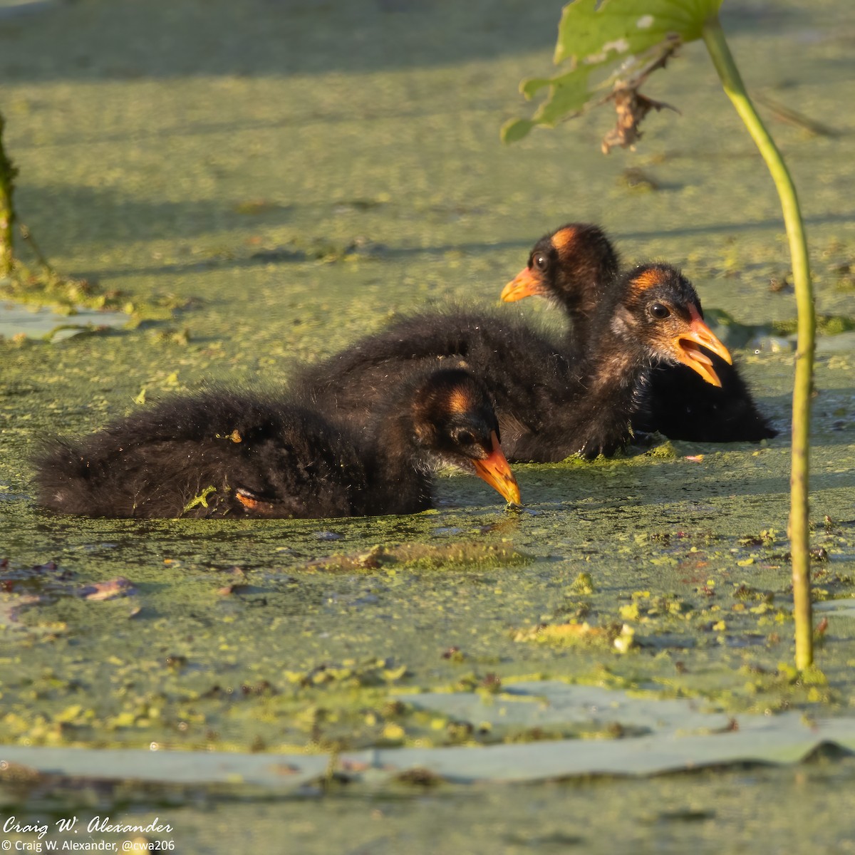 Gallinule d'Amérique - ML620713546