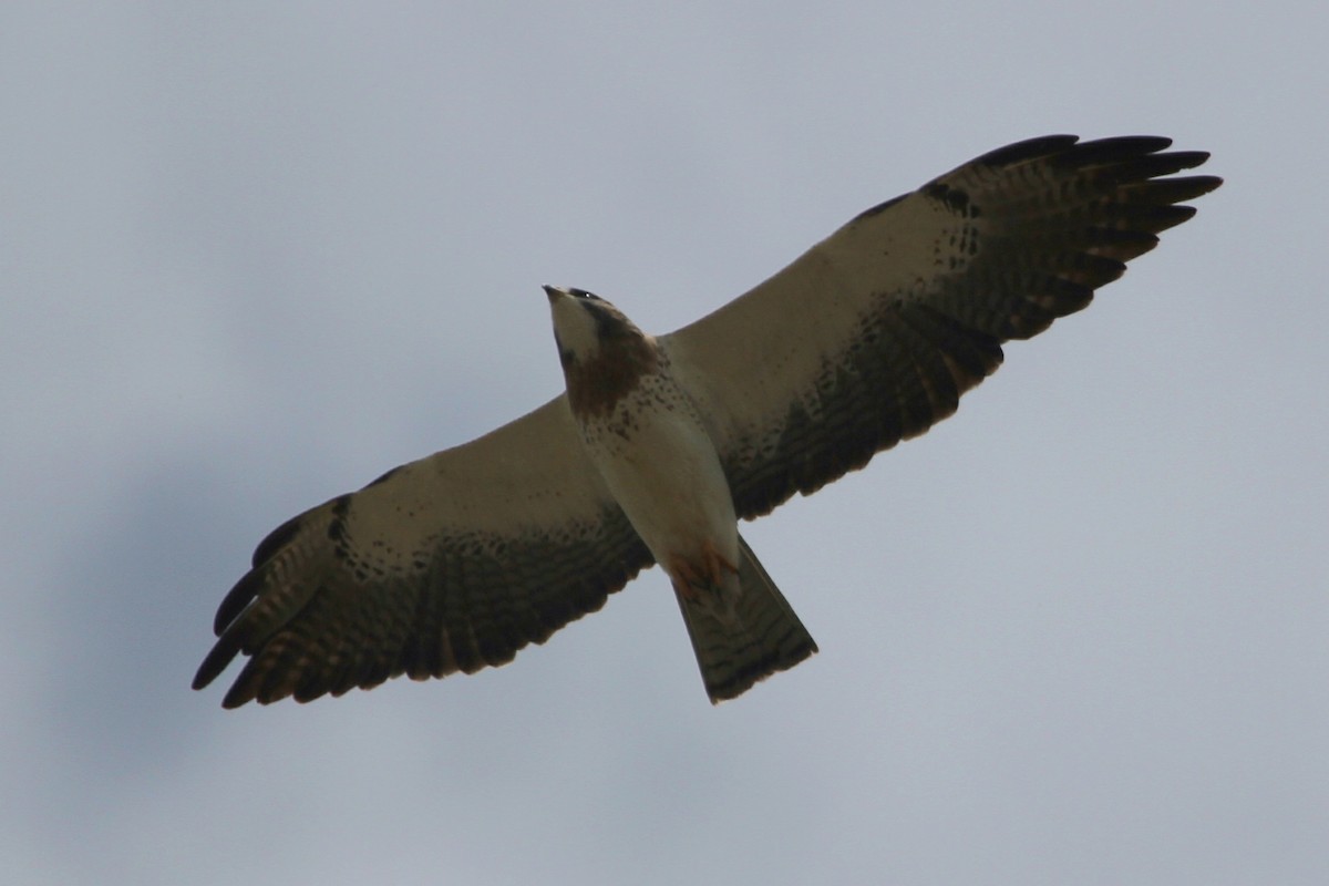 Swainson's Hawk - ML620713549