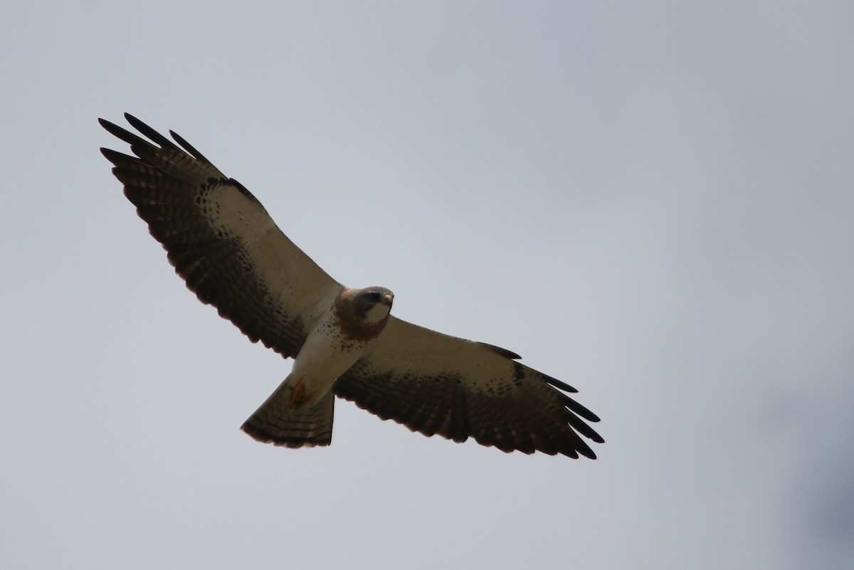 Swainson's Hawk - ML620713550