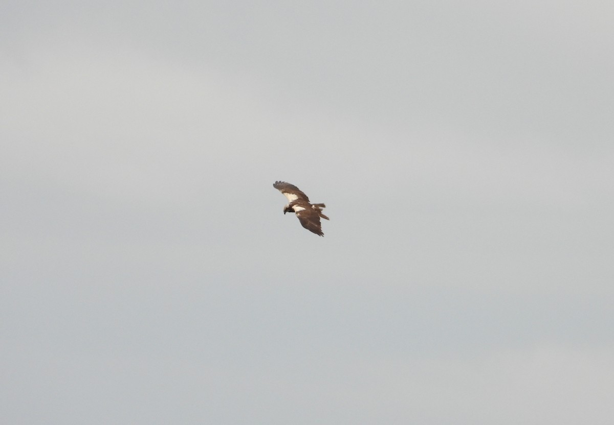 Western Marsh Harrier - ML620713551