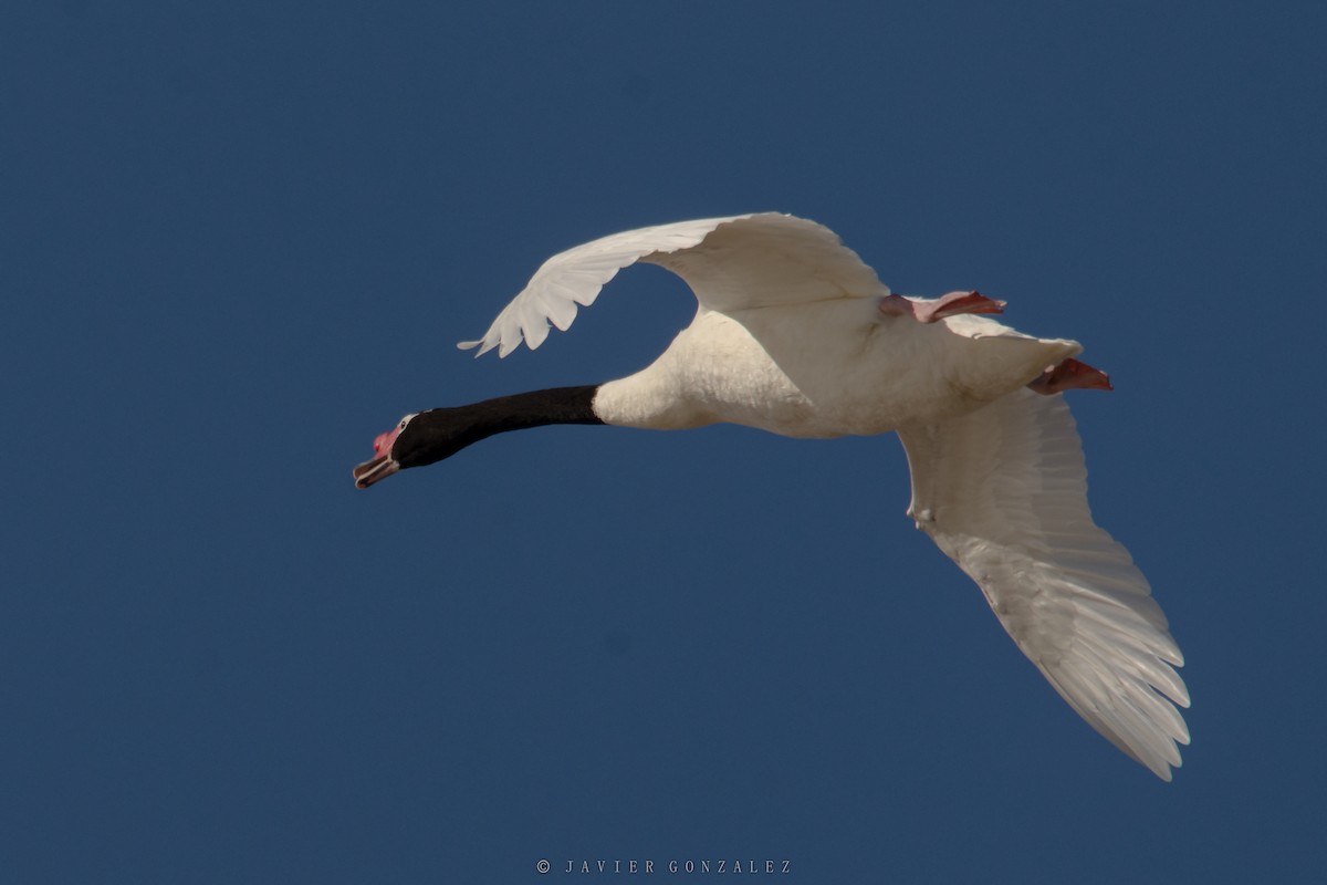 Black-necked Swan - ML620713552