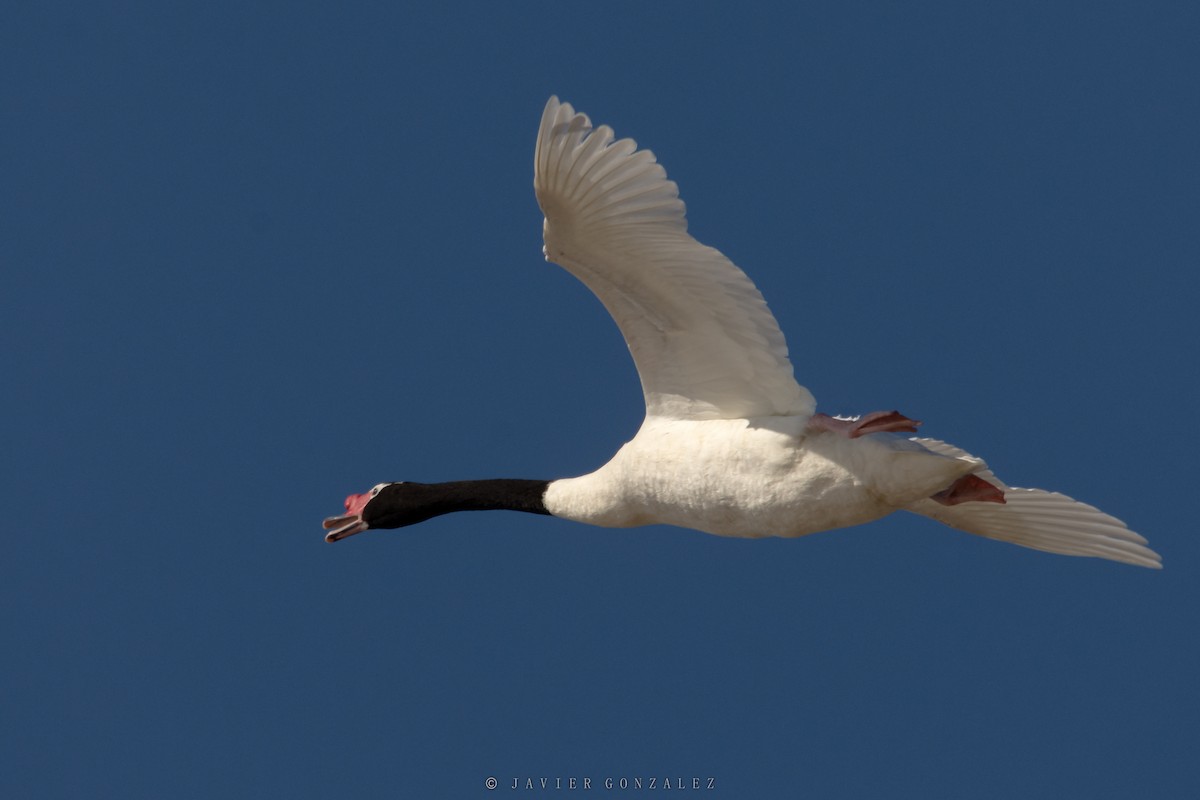 Black-necked Swan - ML620713553