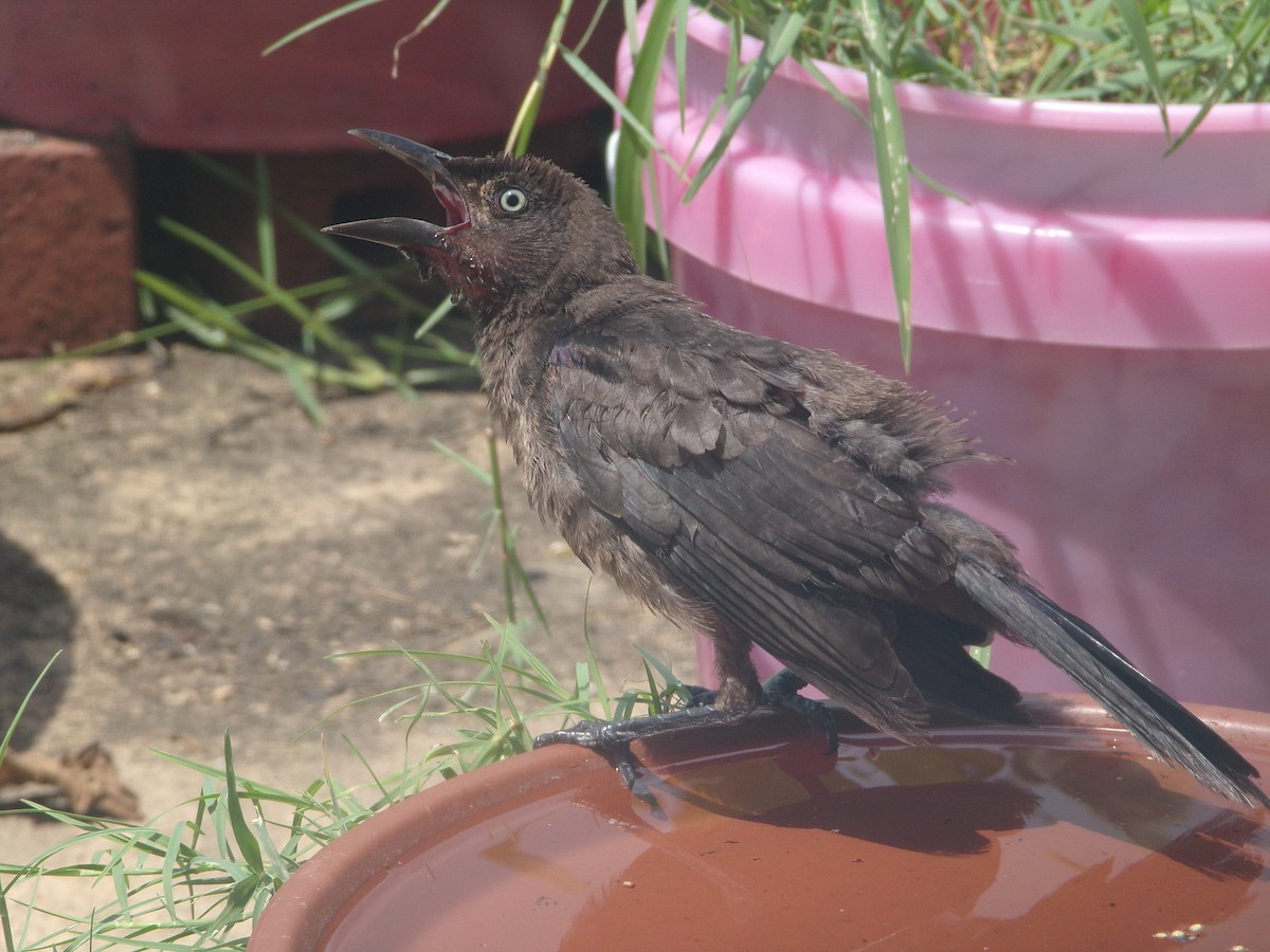 Common Grackle - ML620713556