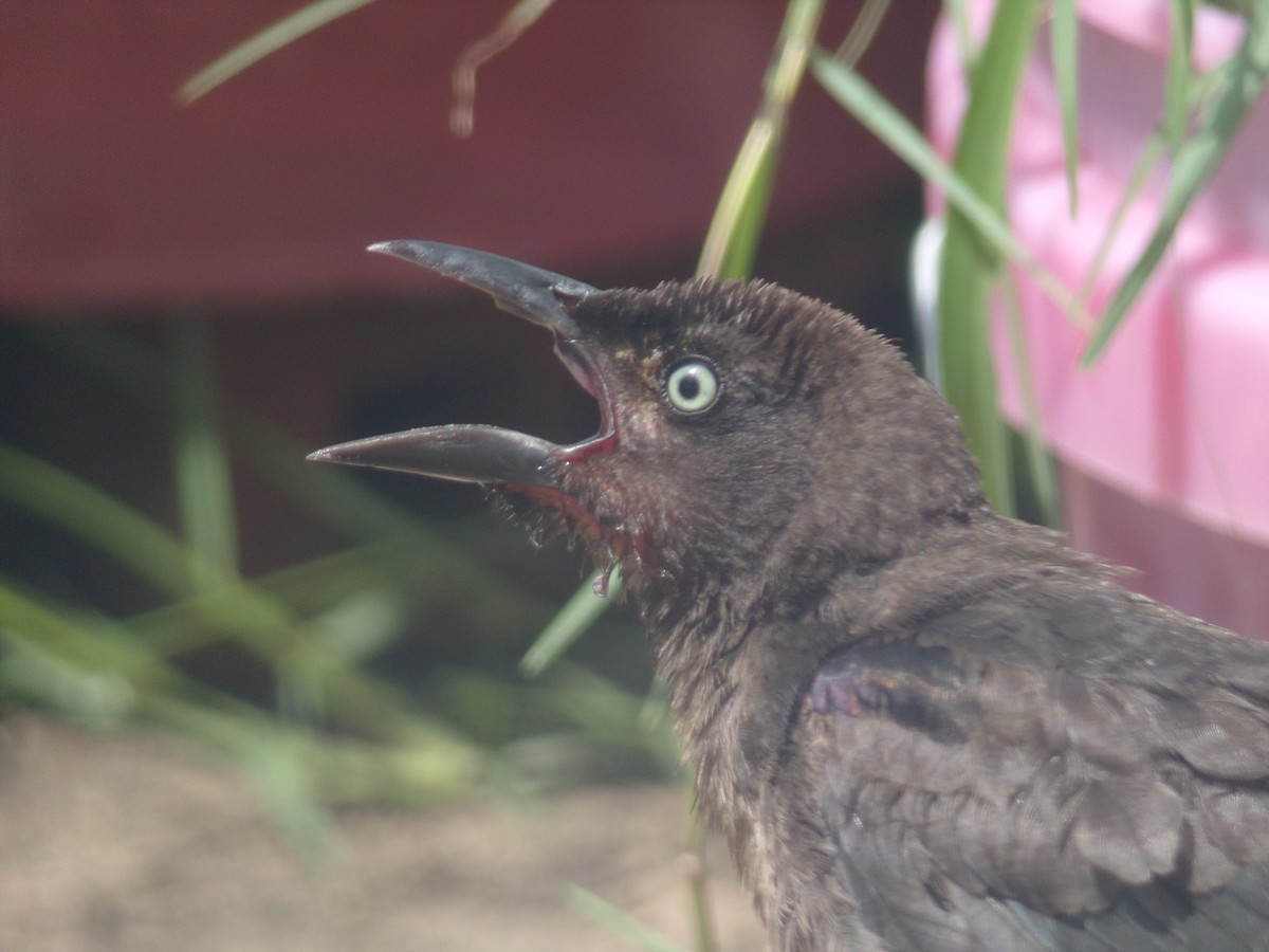 Common Grackle - ML620713557