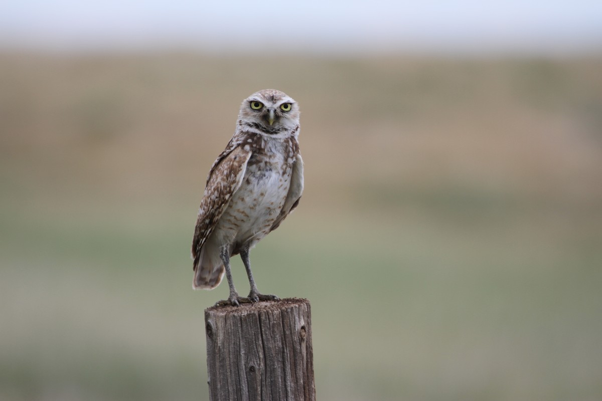 Burrowing Owl - ML620713560