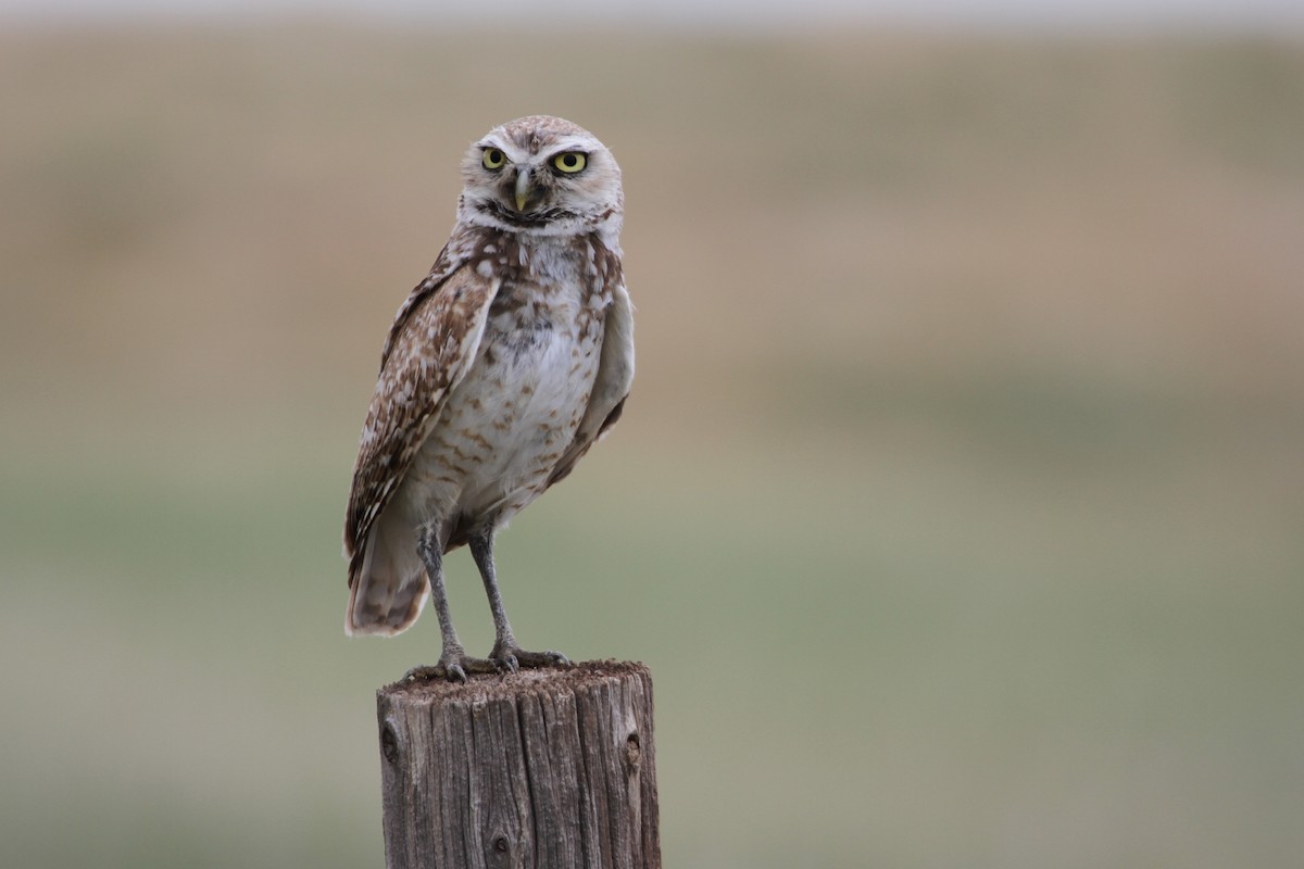 Burrowing Owl - ML620713561