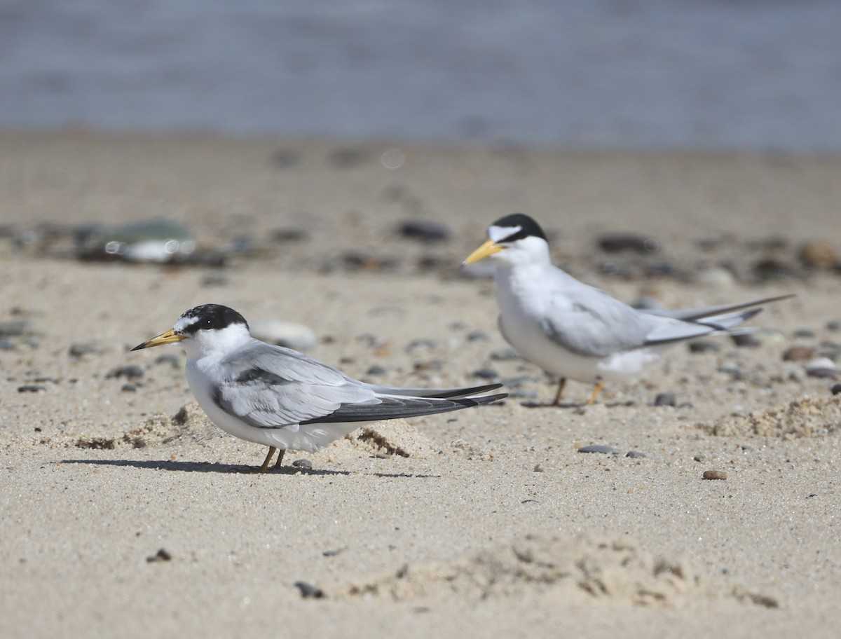 Least Tern - ML620713564