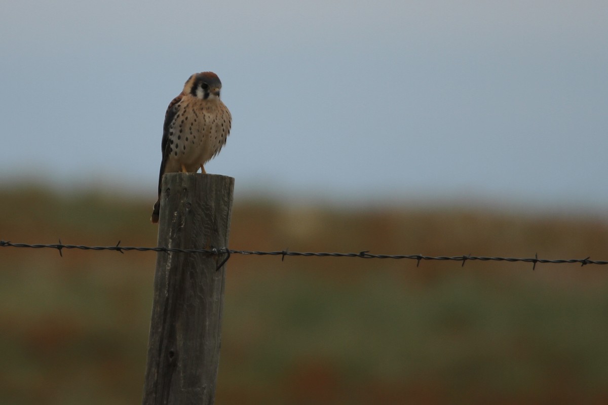 American Kestrel - ML620713565