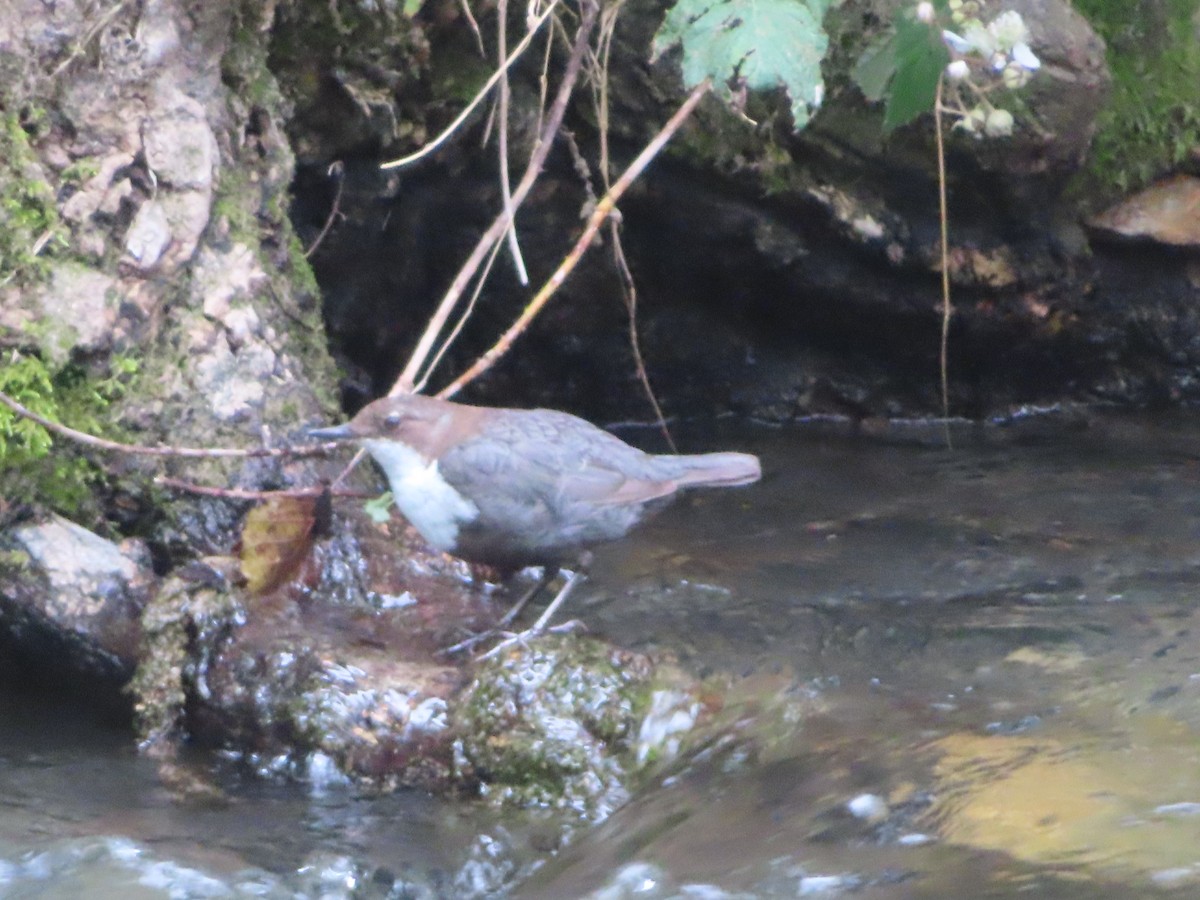 White-throated Dipper - ML620713567