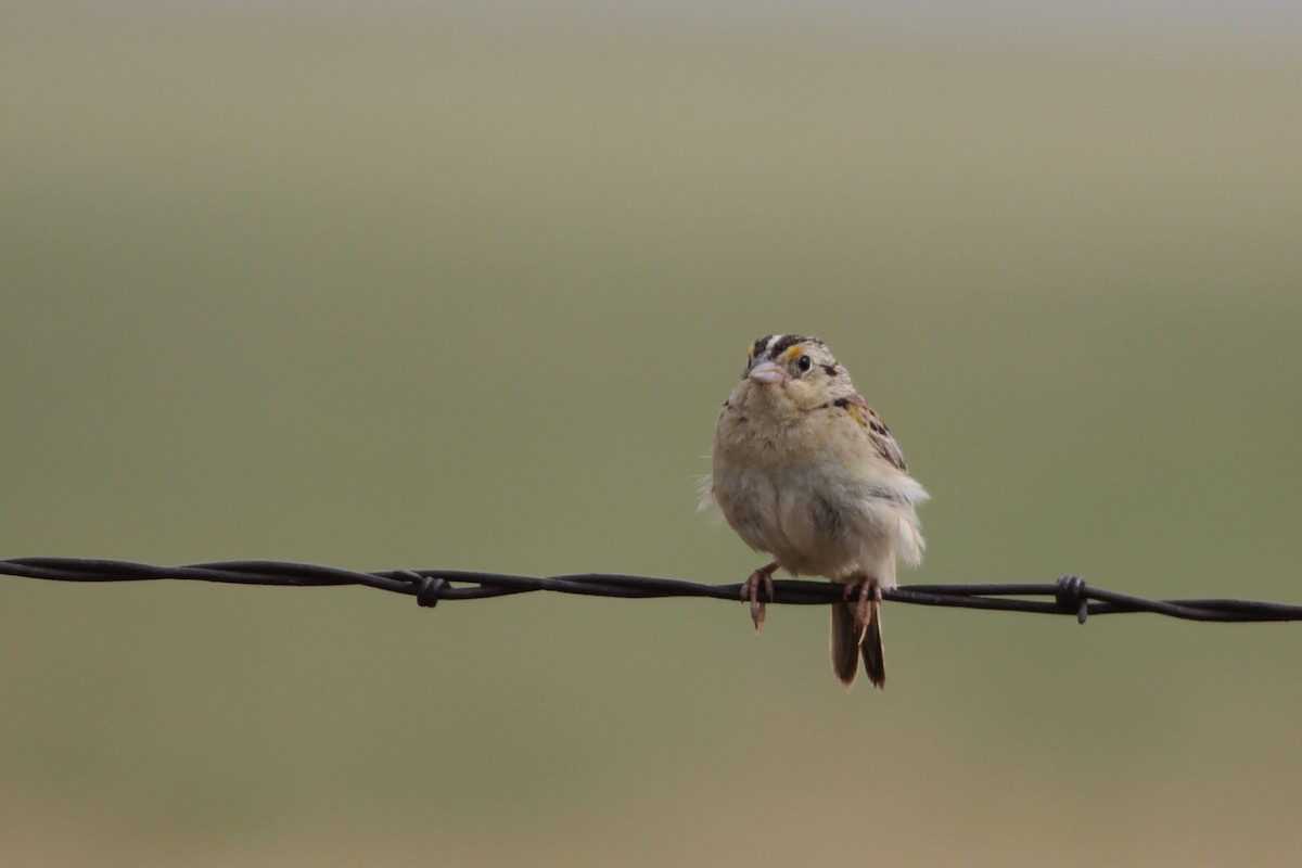 Grasshopper Sparrow - Andy Dettling