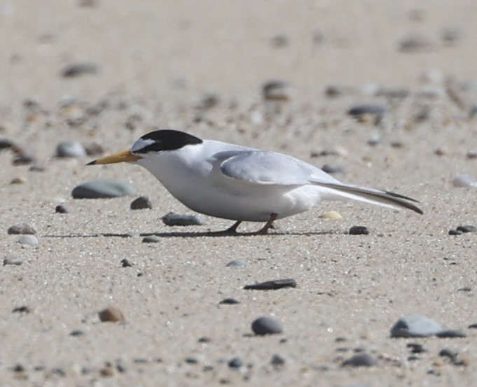 Least Tern - ML620713570