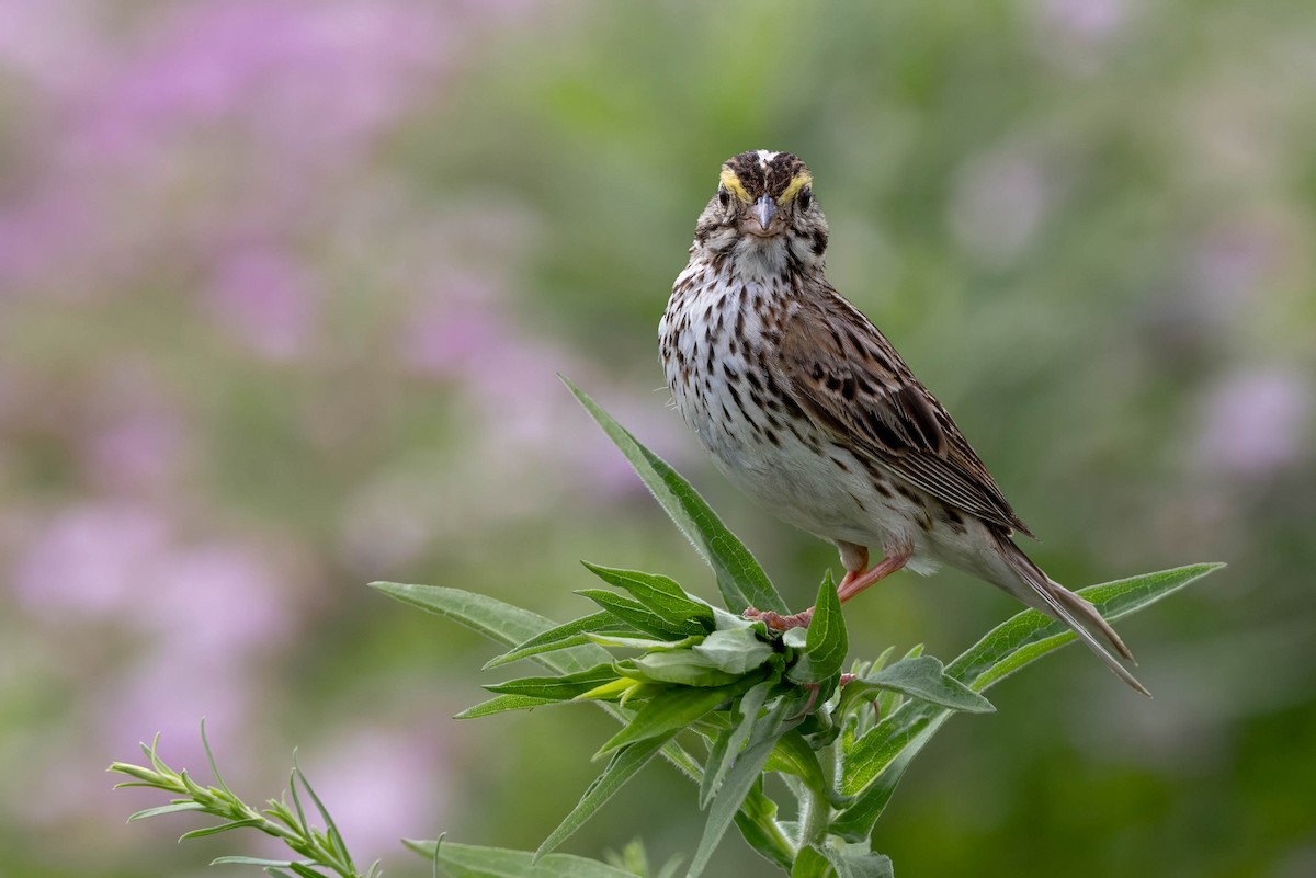 Savannah Sparrow - ML620713571