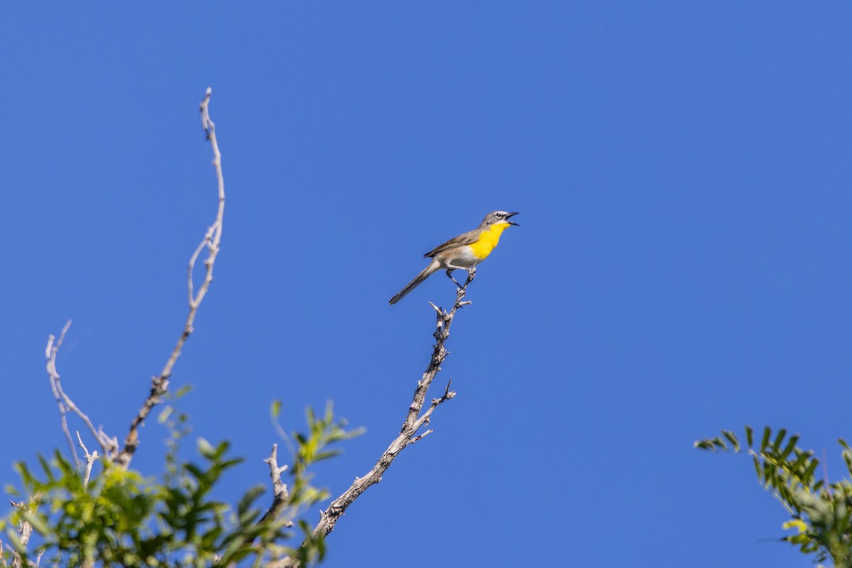 Yellow-breasted Chat - ML620713572