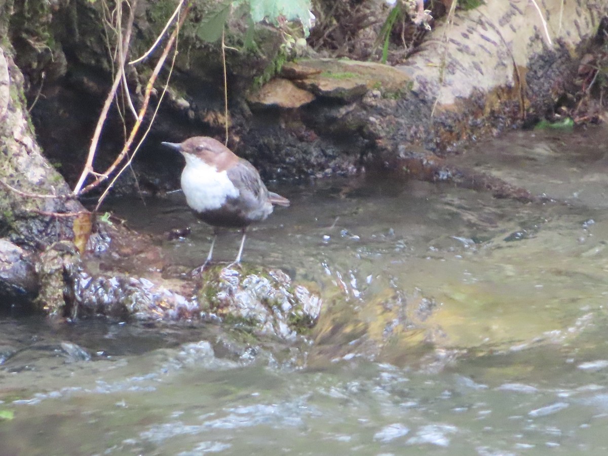 White-throated Dipper - ML620713576