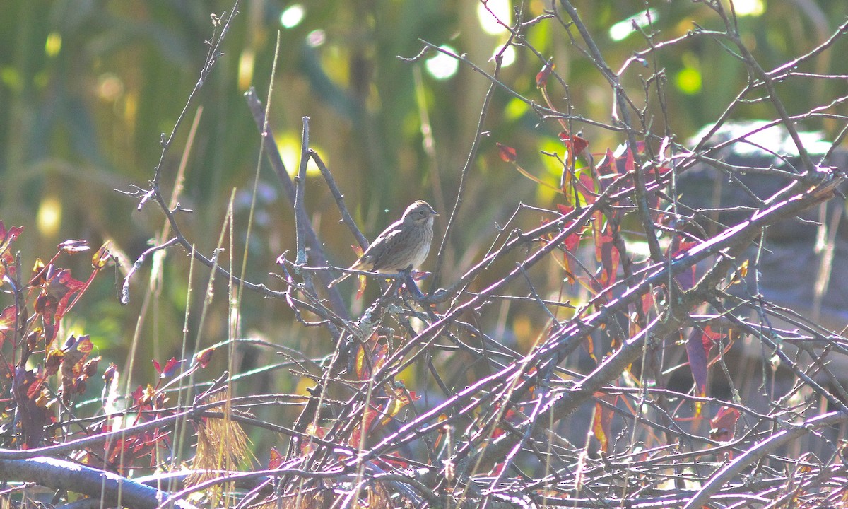 Lincoln's Sparrow - Steve Kelling