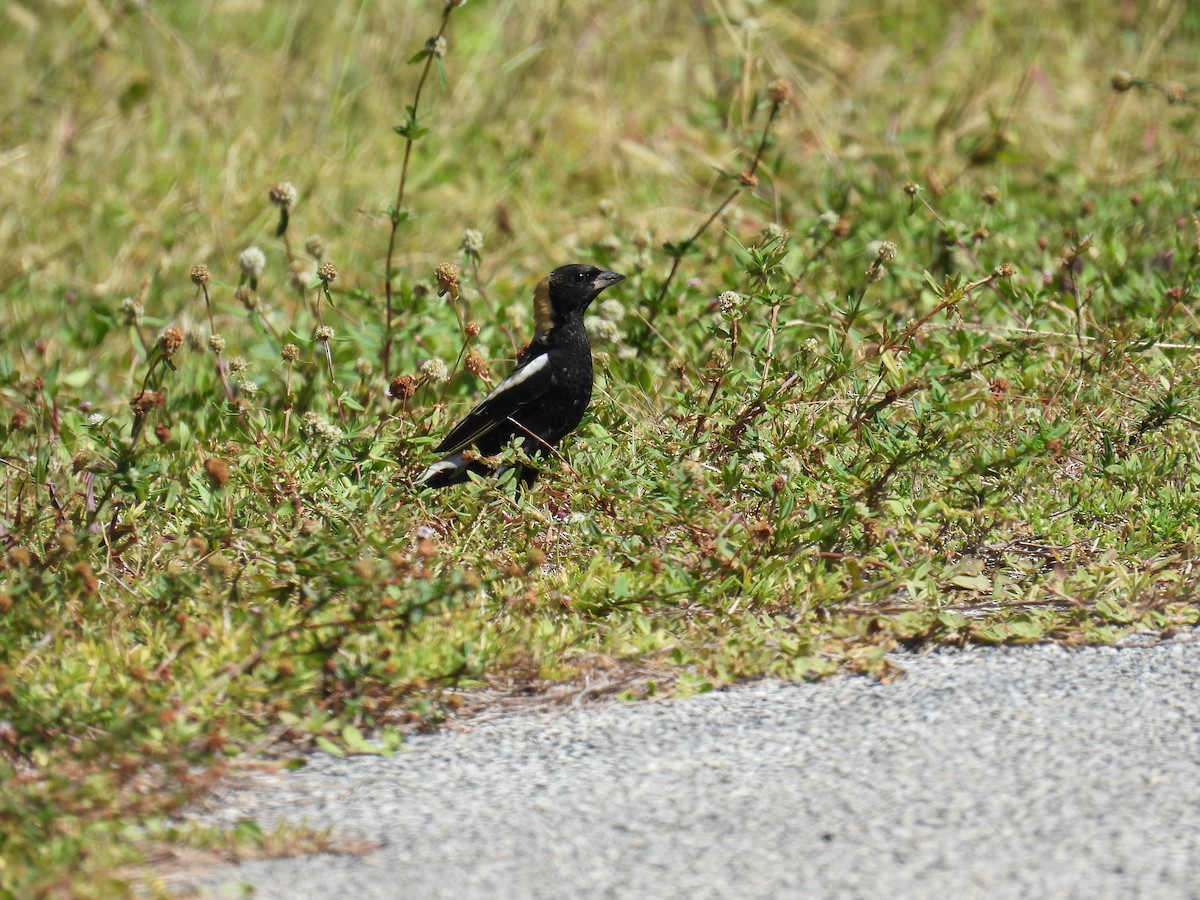 Bobolink - ML620713584