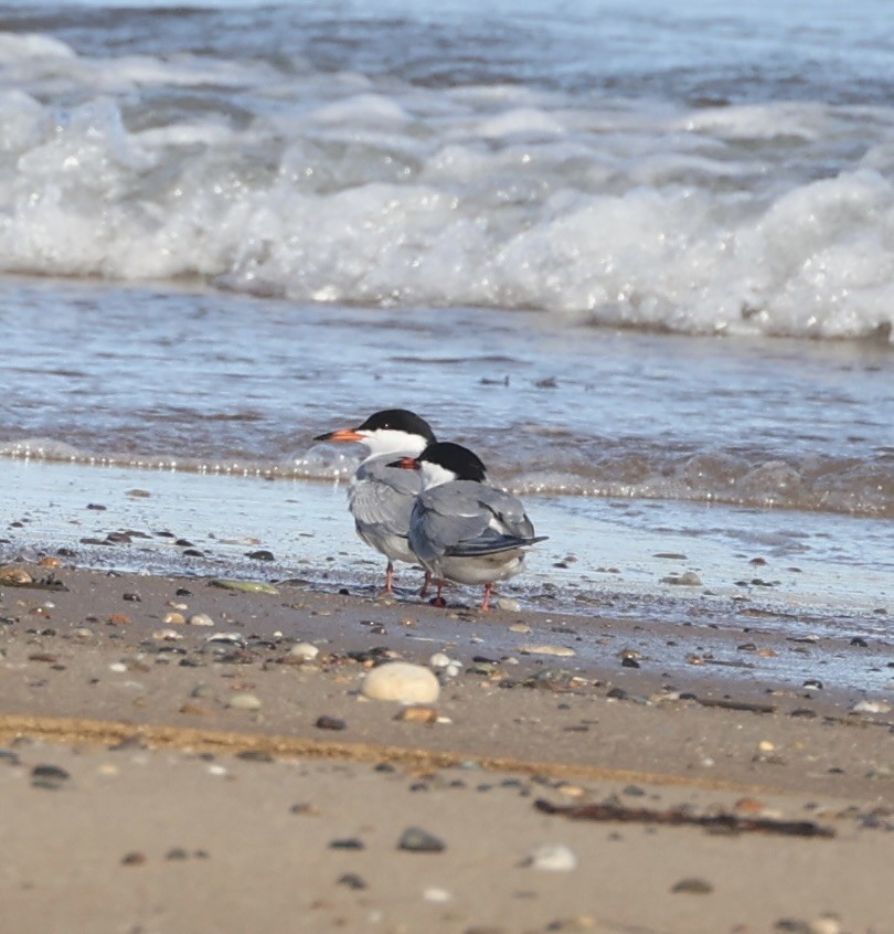 Common Tern - ML620713585