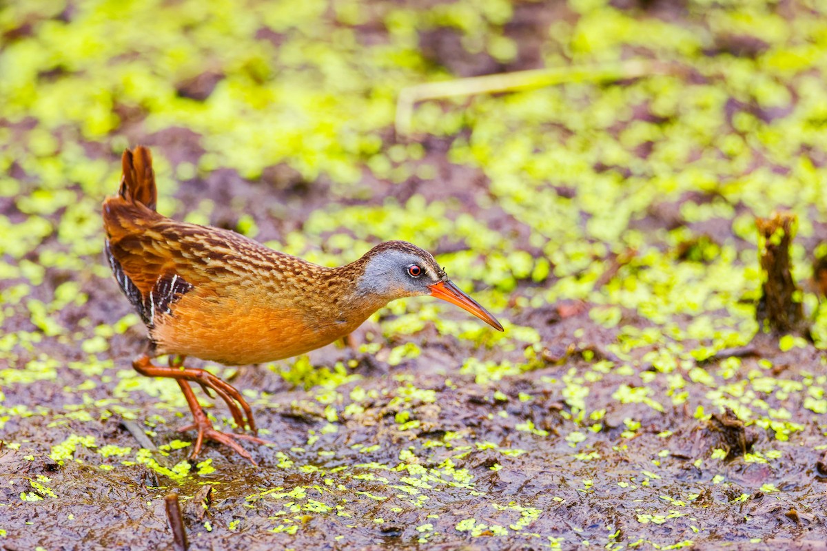 Virginia Rail - ML620713586