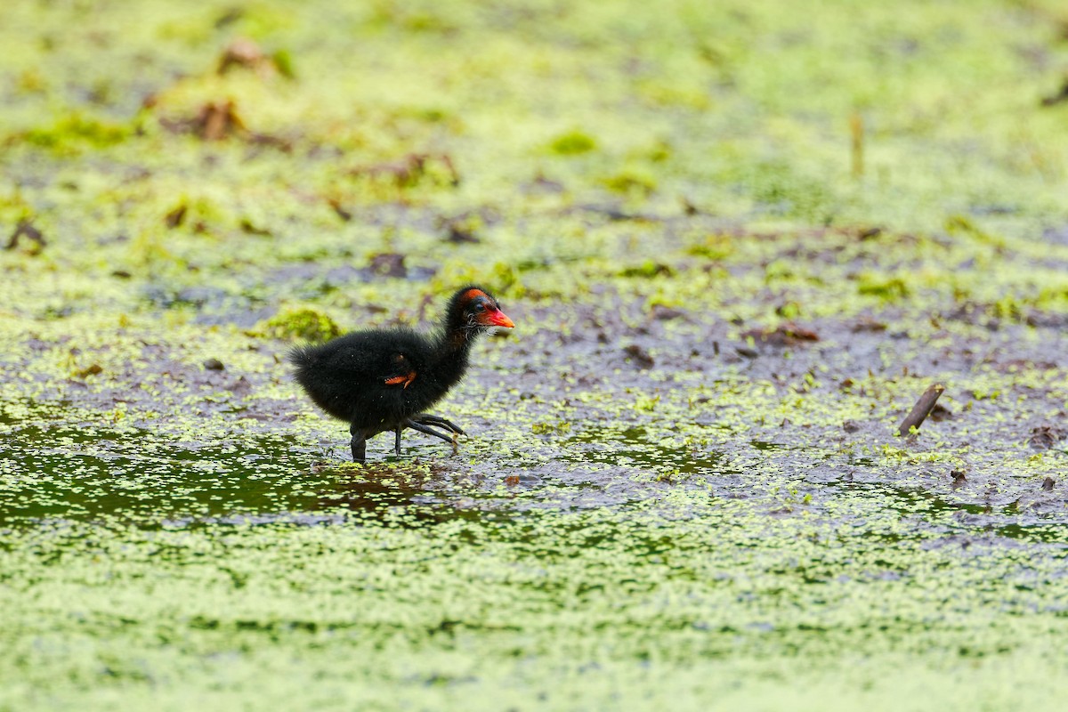 Common Gallinule - ML620713590