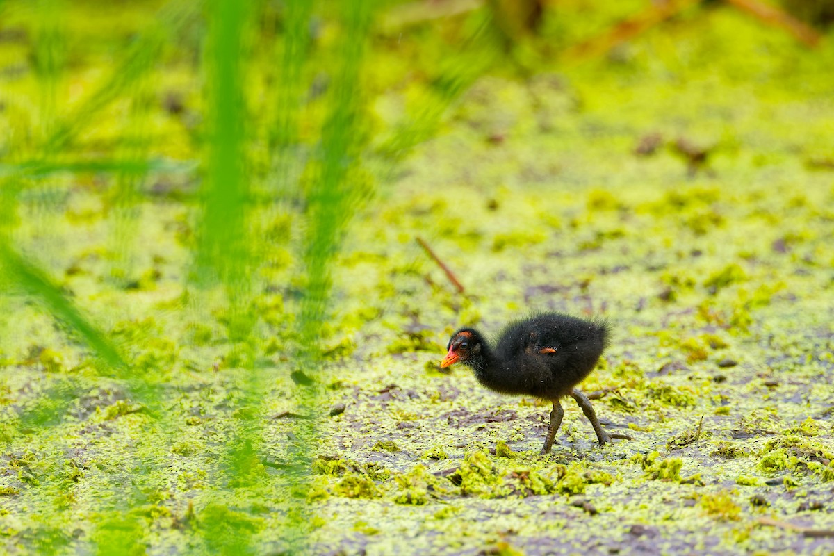 Gallinule d'Amérique - ML620713591