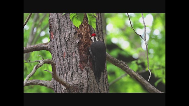 Pileated Woodpecker - ML620713592