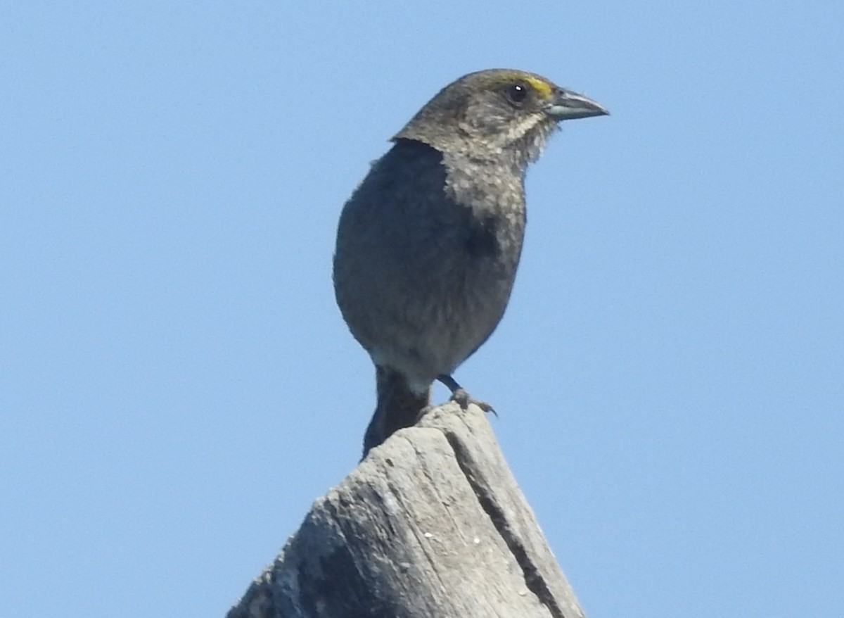 Seaside Sparrow - ML620713594