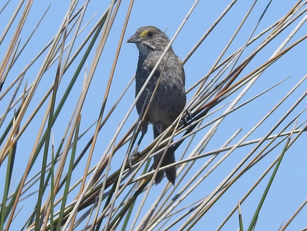 Seaside Sparrow - ML620713596