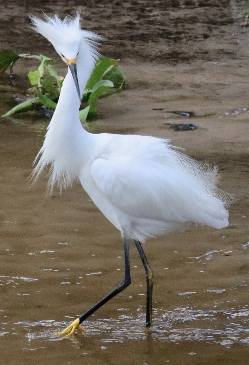 Snowy Egret - ML620713600