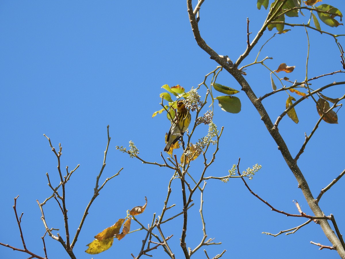 Cape May Warbler - ML620713601