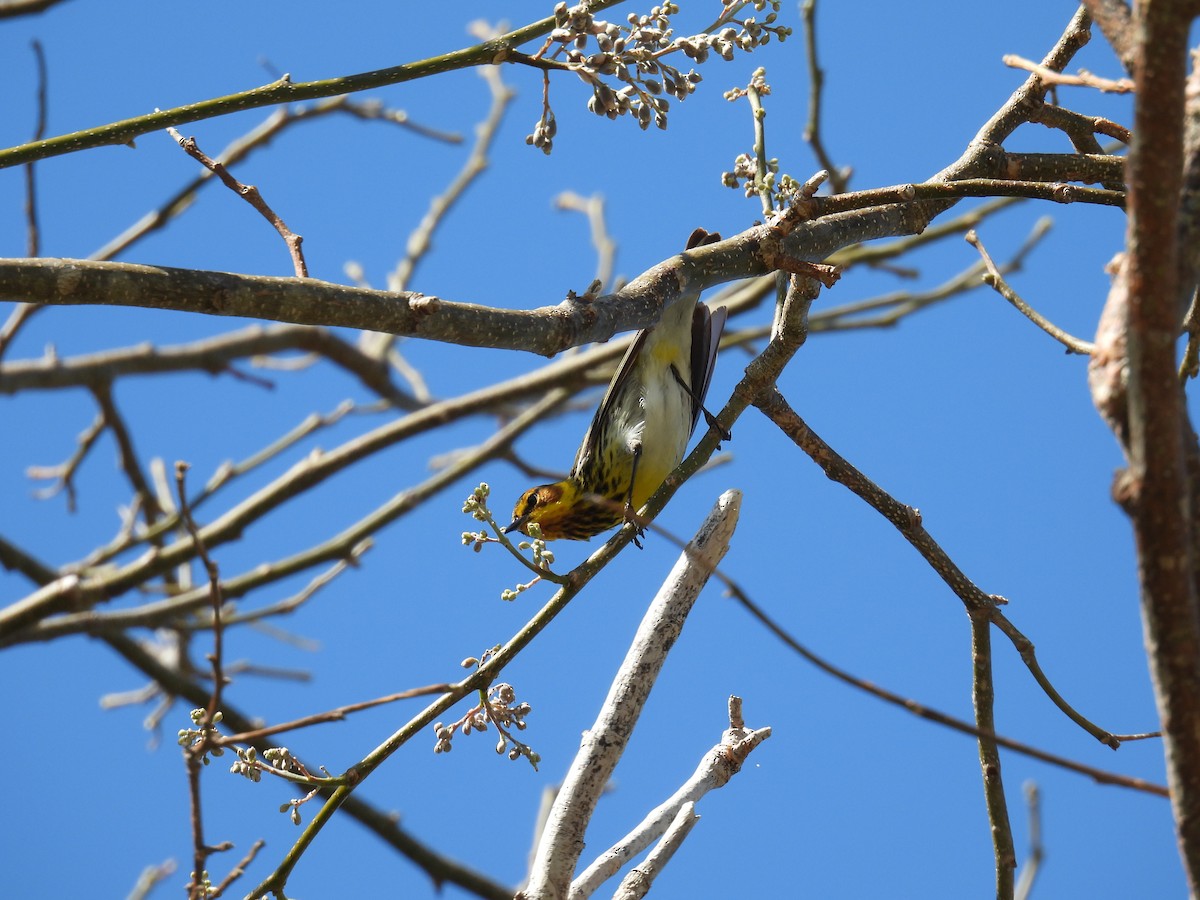 Cape May Warbler - ML620713602